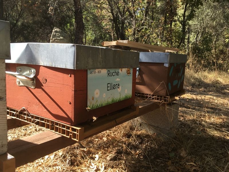 La ruche Ellera
