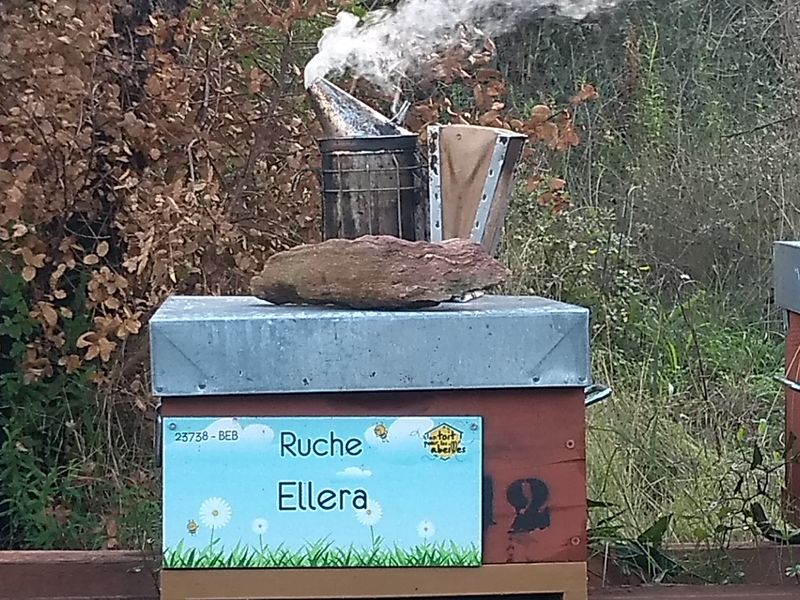La ruche Ellera