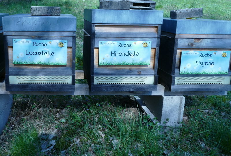 La ruche Hirondelle