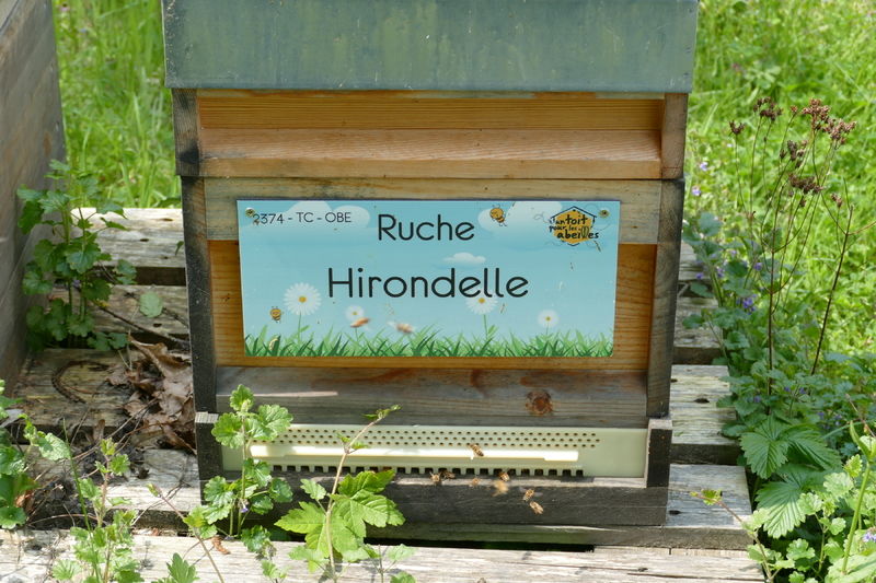 La ruche Hirondelle