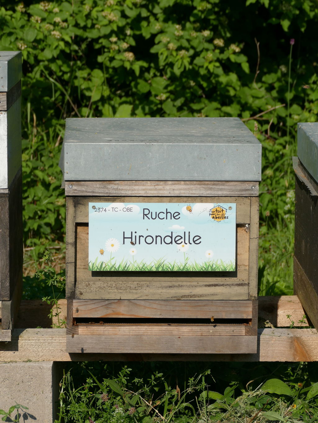La ruche Hirondelle