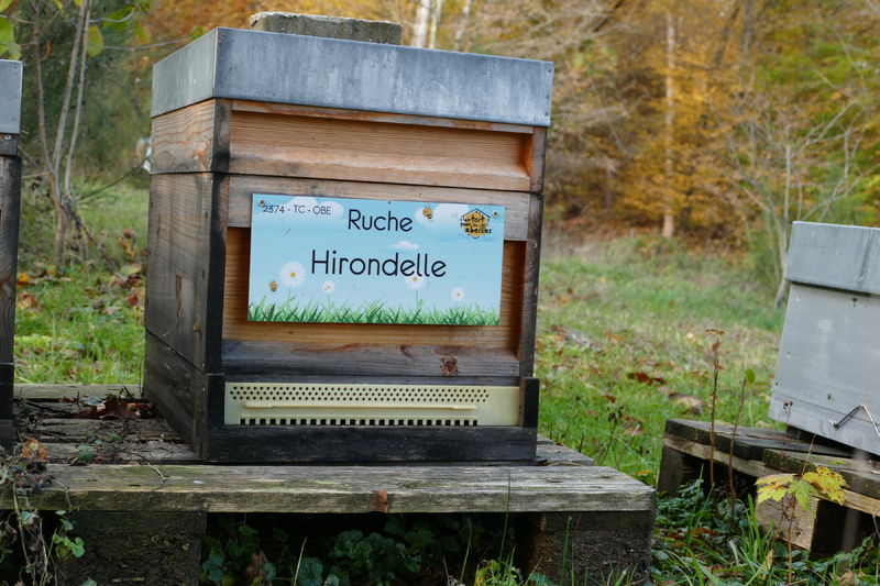 La ruche Hirondelle