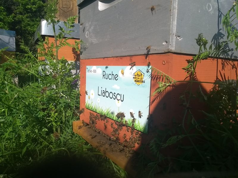La ruche Liaboscu