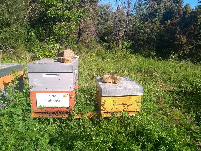 La ruche Liaboscu
