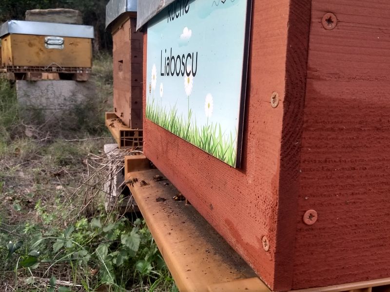 La ruche Liaboscu