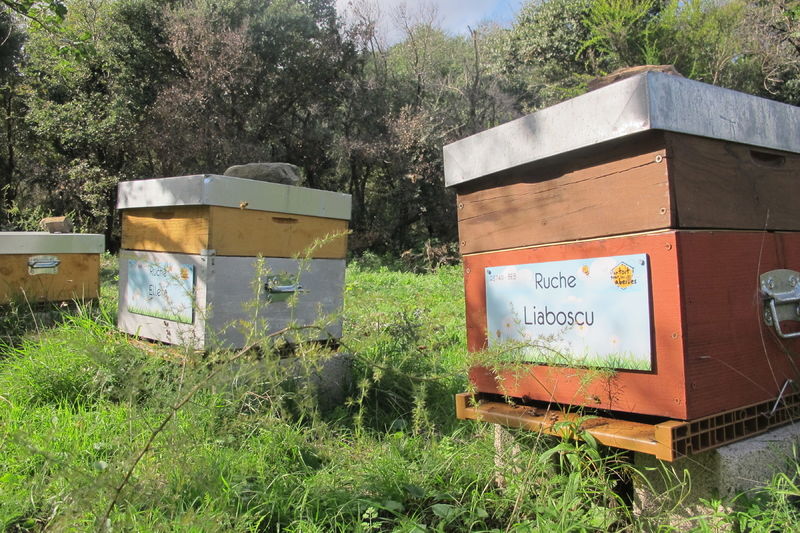 La ruche Liaboscu