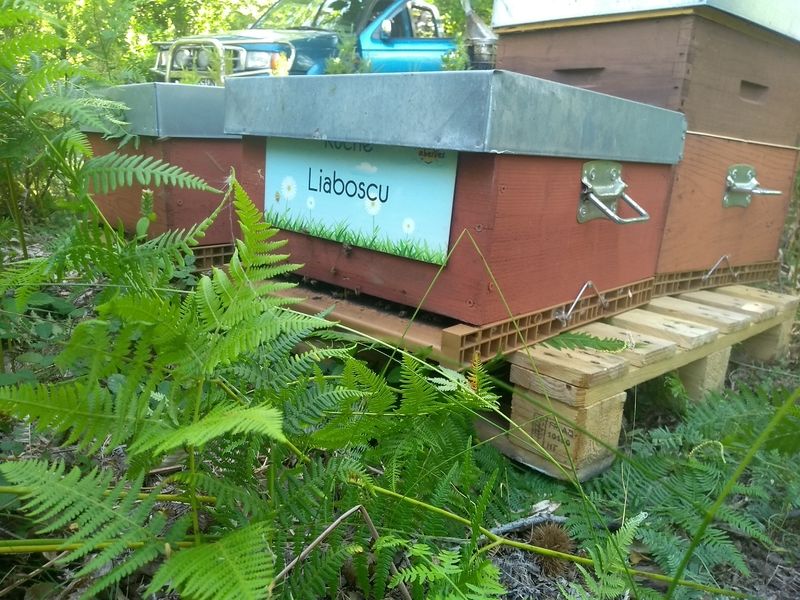 La ruche Liaboscu