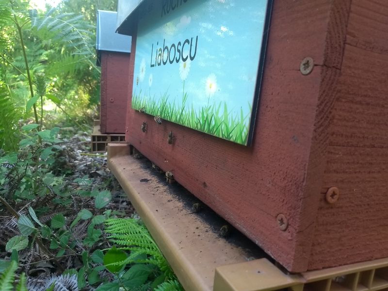 La ruche Liaboscu