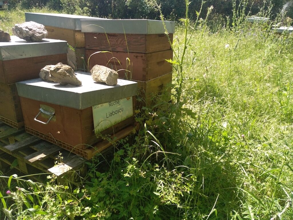 La ruche Liaboscu