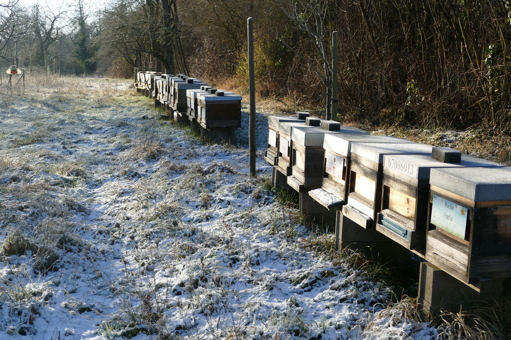 La ruche NORA DISTRIBUTION