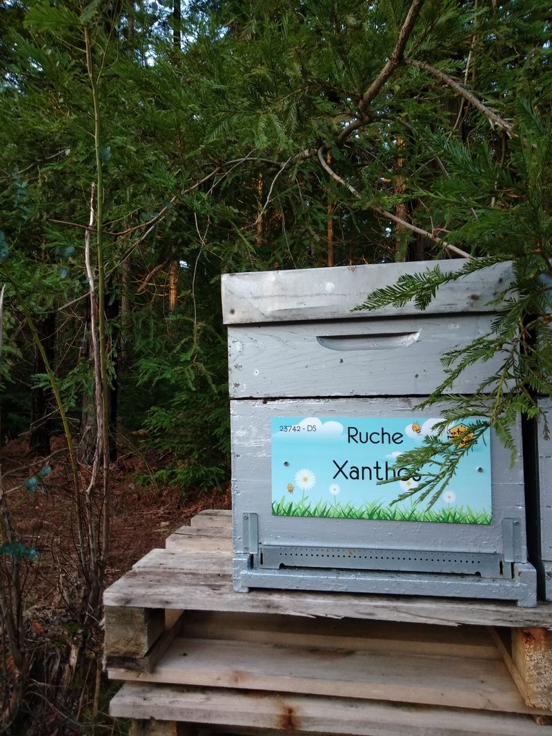 La ruche