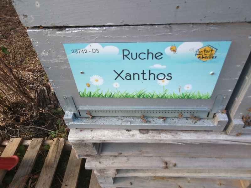 La ruche Xanthos