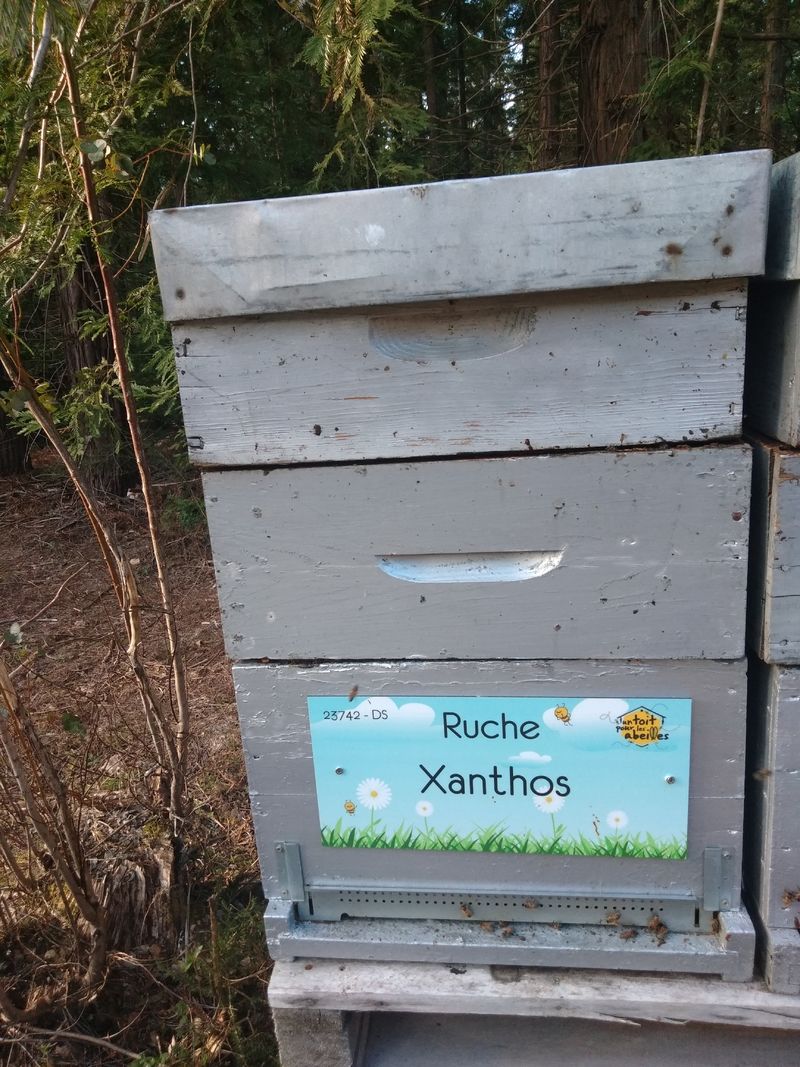 La ruche Xanthos