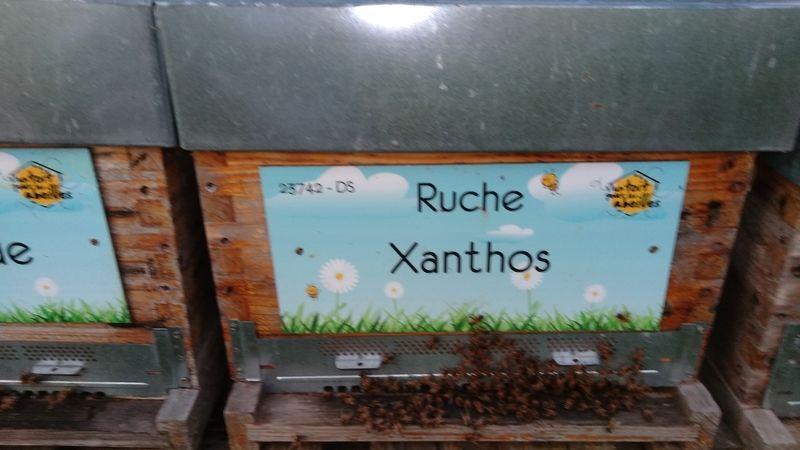 La ruche