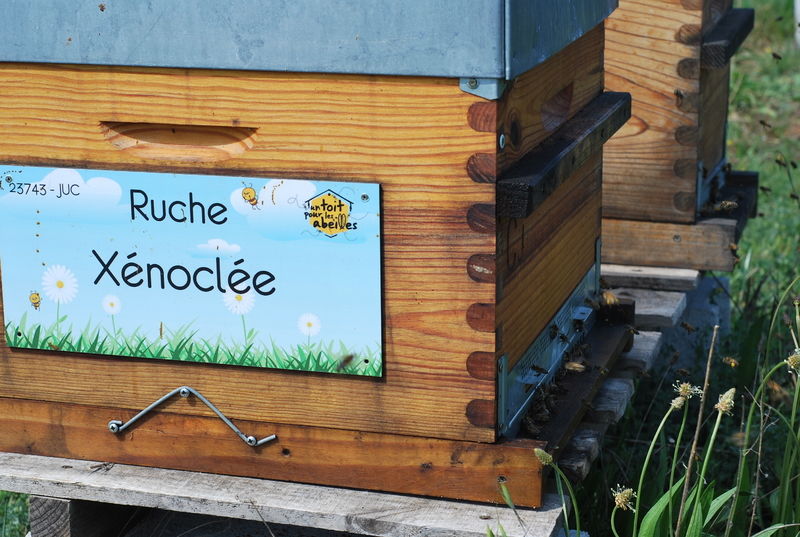 La ruche Xénoclée