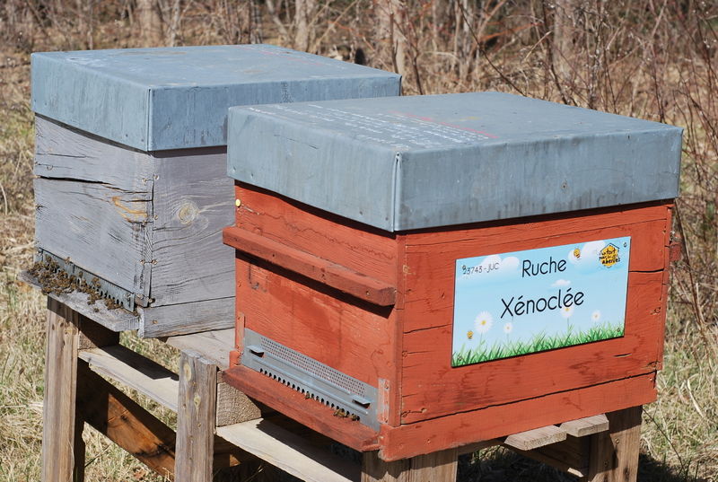 La ruche Xénoclée