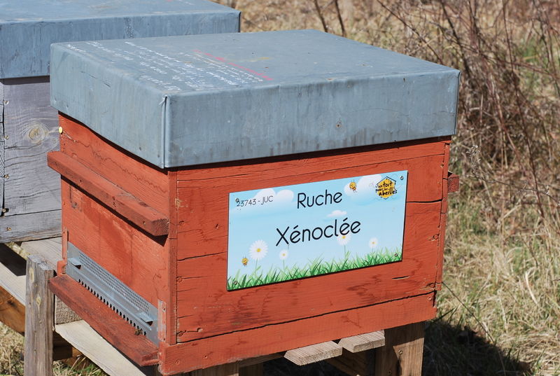 La ruche Xénoclée