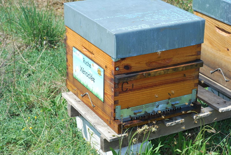 La ruche Xénoclée