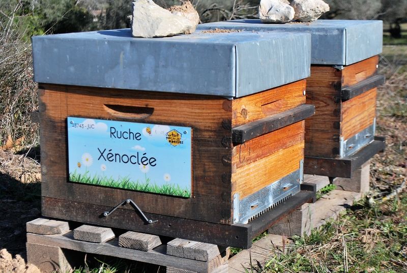 La ruche Xénoclée