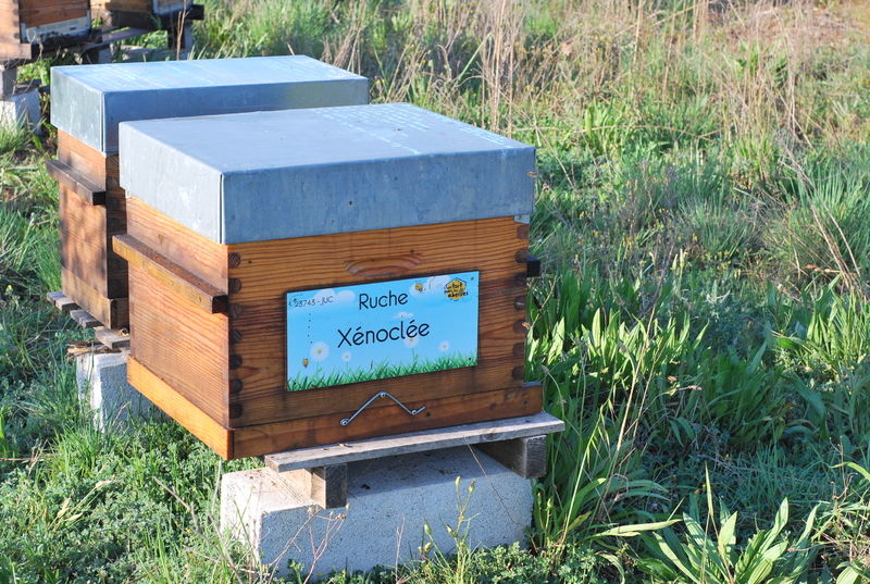 La ruche Xénoclée