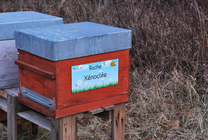 La ruche Xénoclée