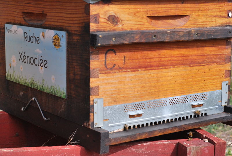 La ruche Xénoclée