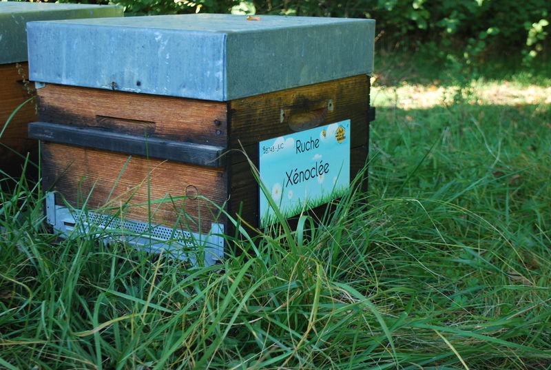 La ruche Xénoclée