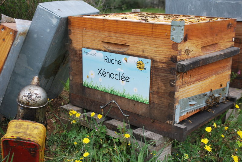 La ruche Xénoclée