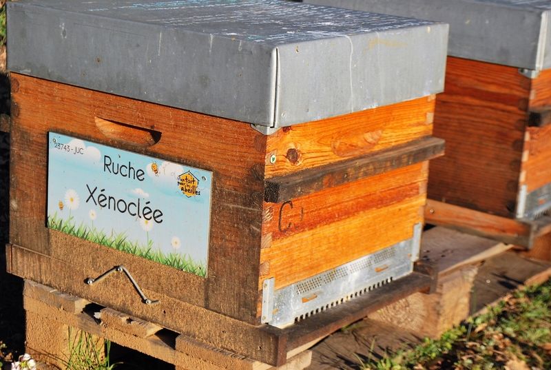 La ruche Xénoclée