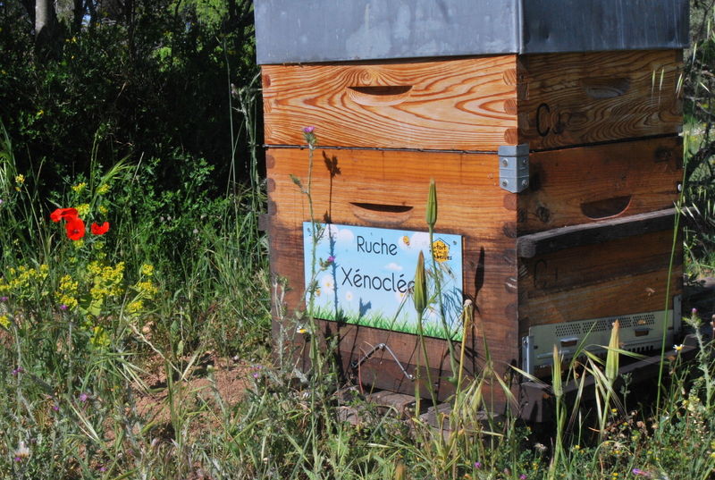 La ruche Xénoclée