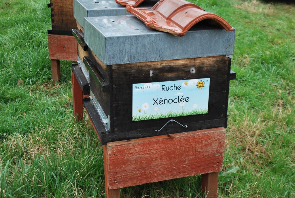 La ruche Xénoclée