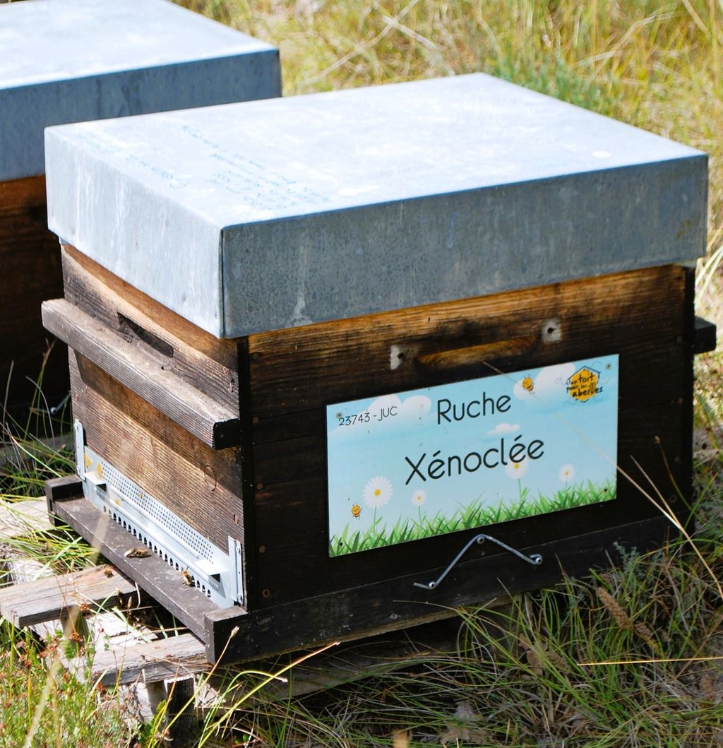 La ruche Xénoclée