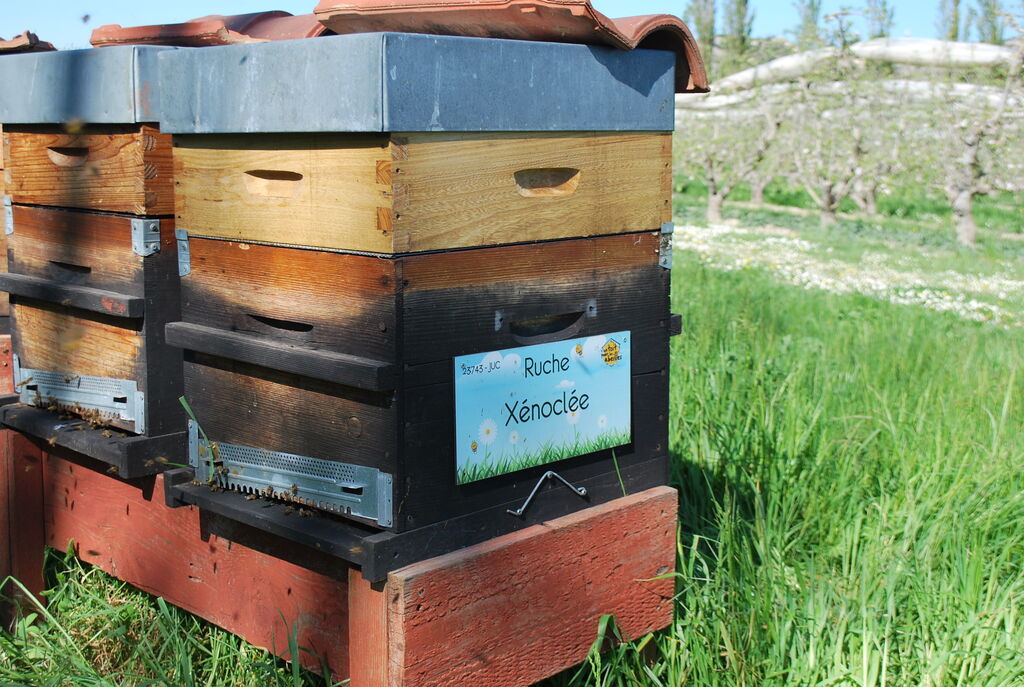 La ruche Xénoclée