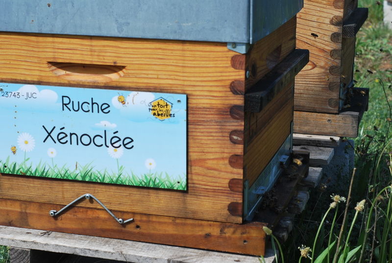 La ruche Xénoclée
