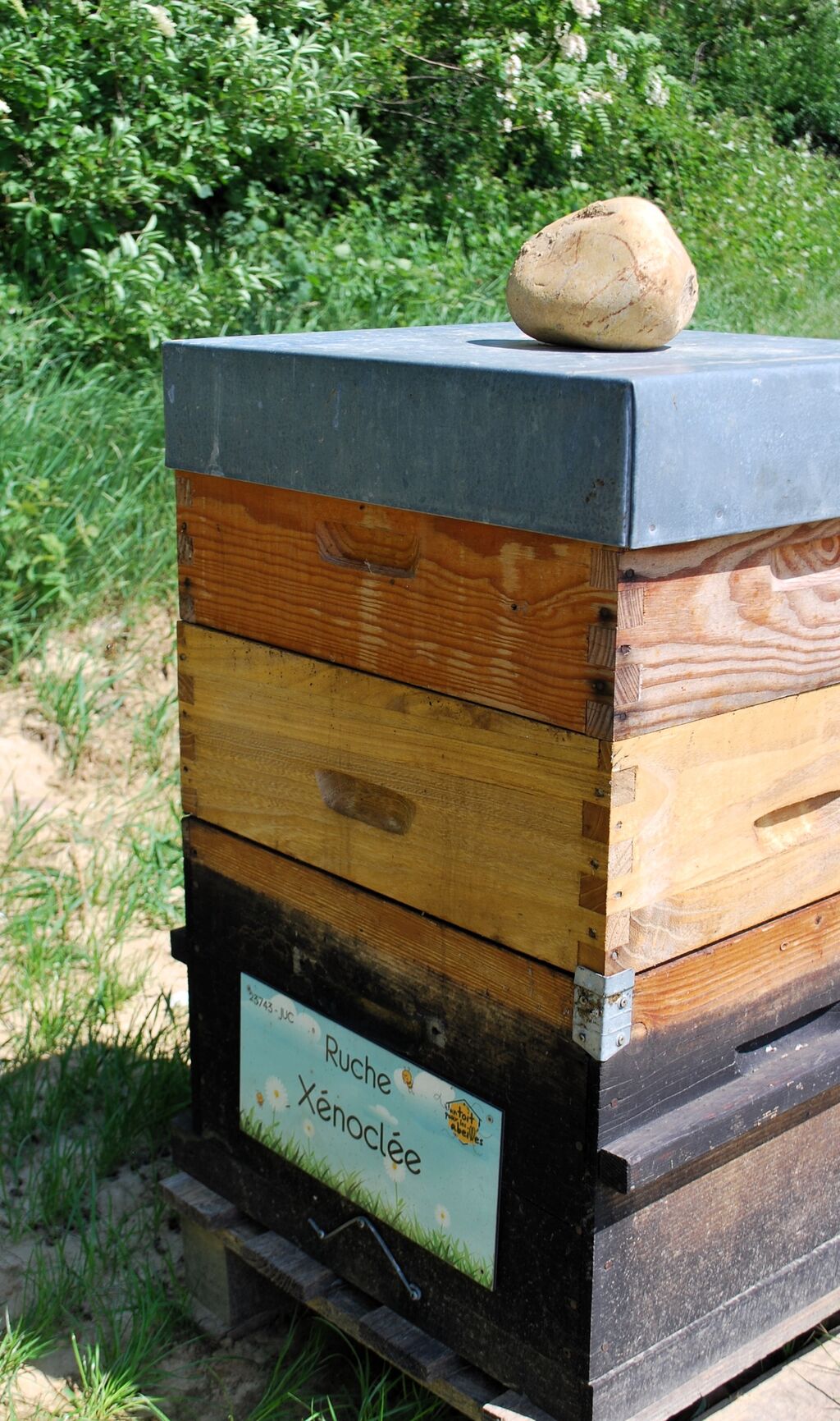 La ruche Xénoclée