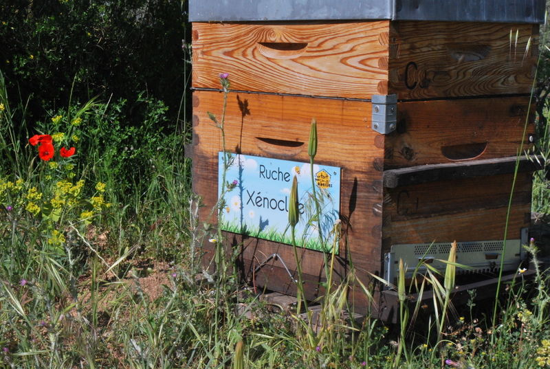 La ruche Xénoclée