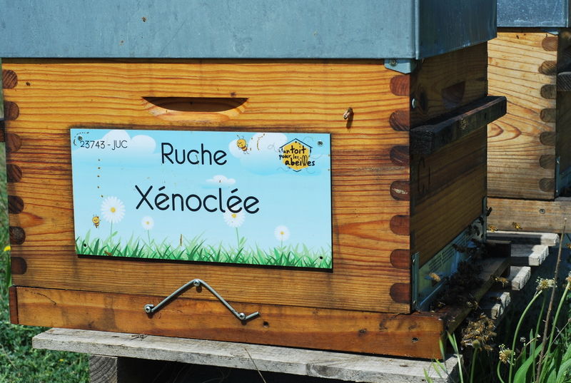 La ruche Xénoclée