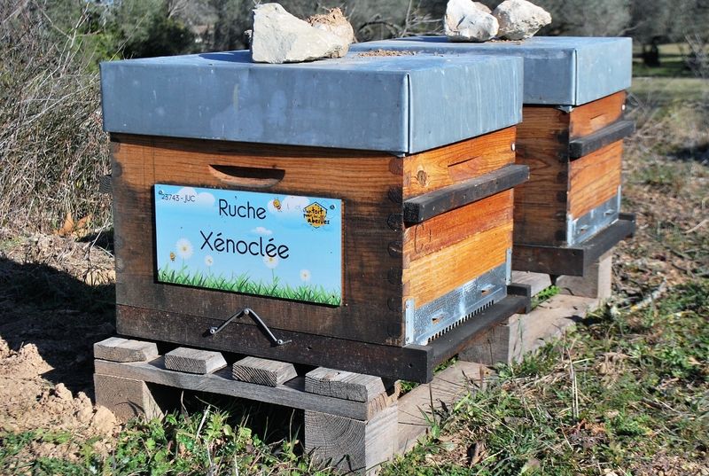 La ruche Xénoclée