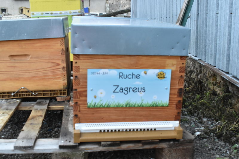 La ruche Zagreus