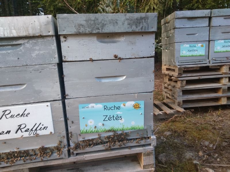 La ruche Zétès