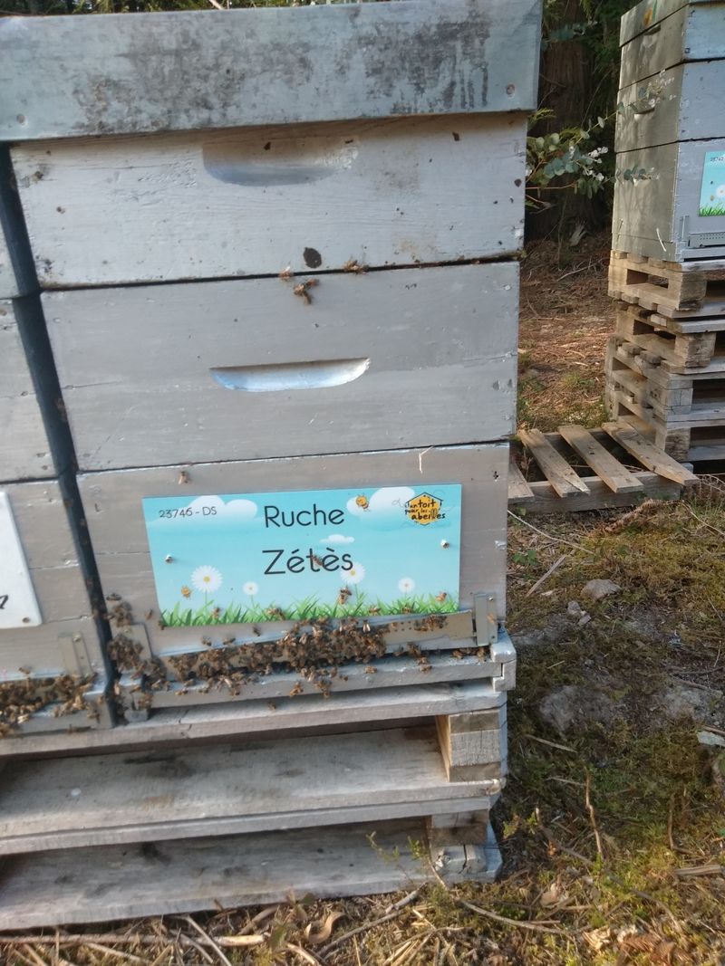 La ruche Zétès