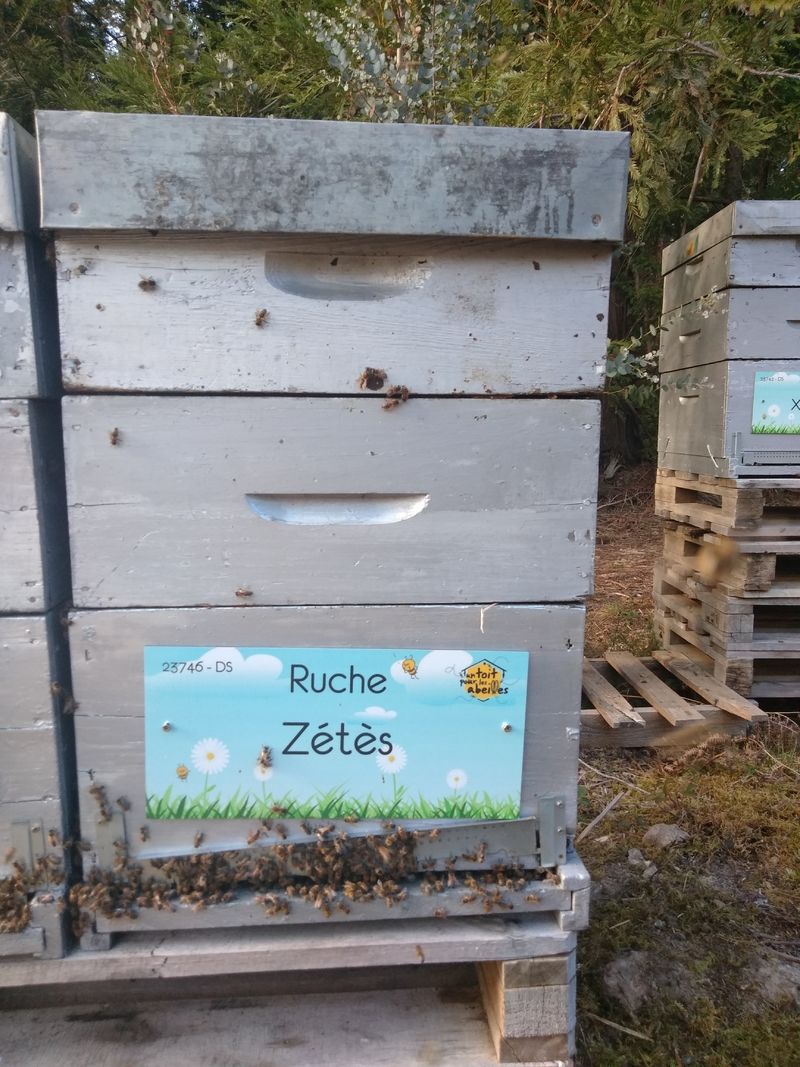 La ruche Zétès