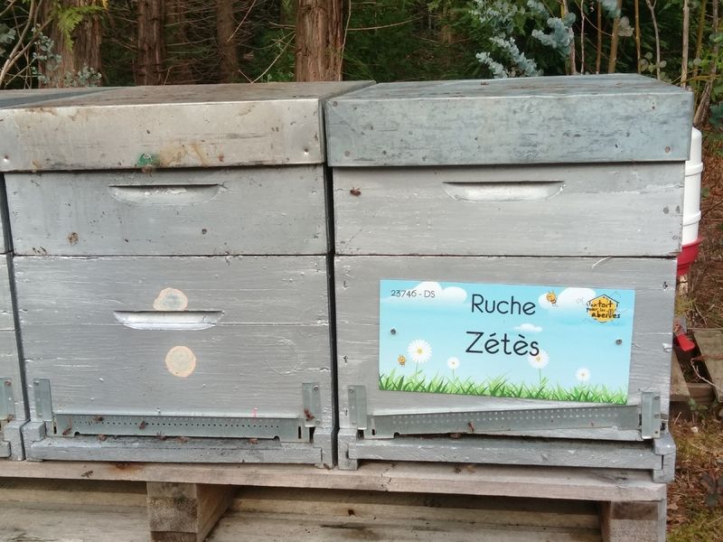 La ruche Zétès