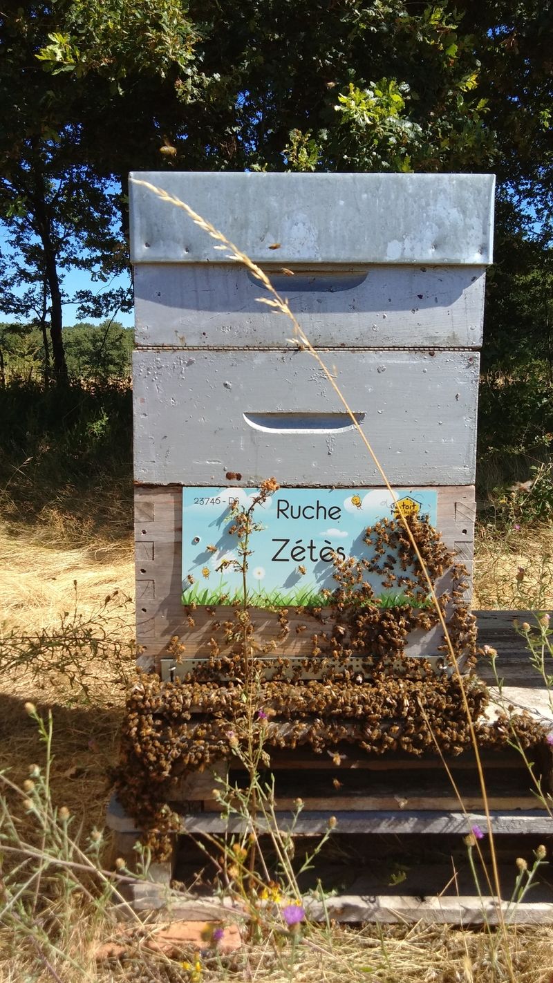 La ruche Zétès