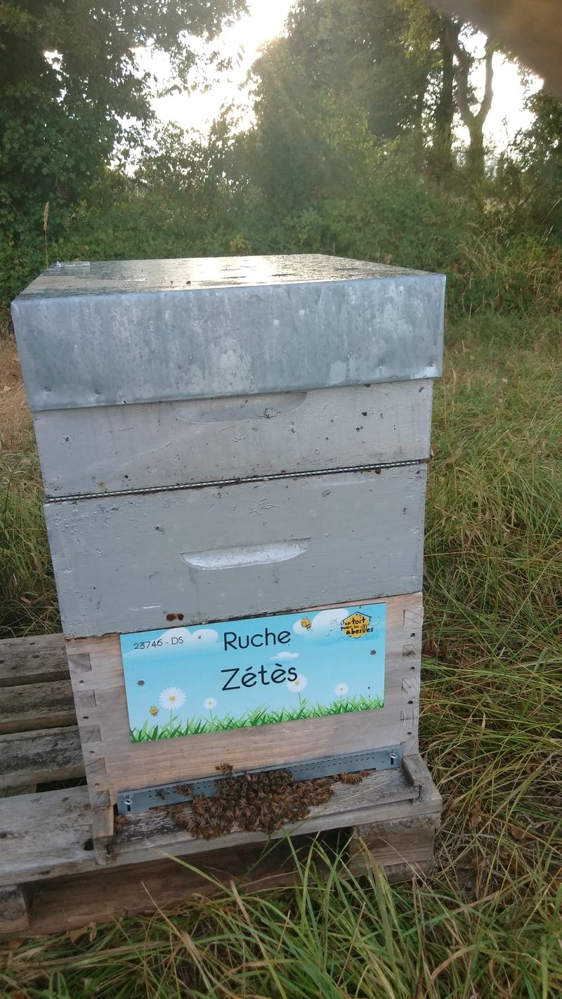 La ruche Zétès
