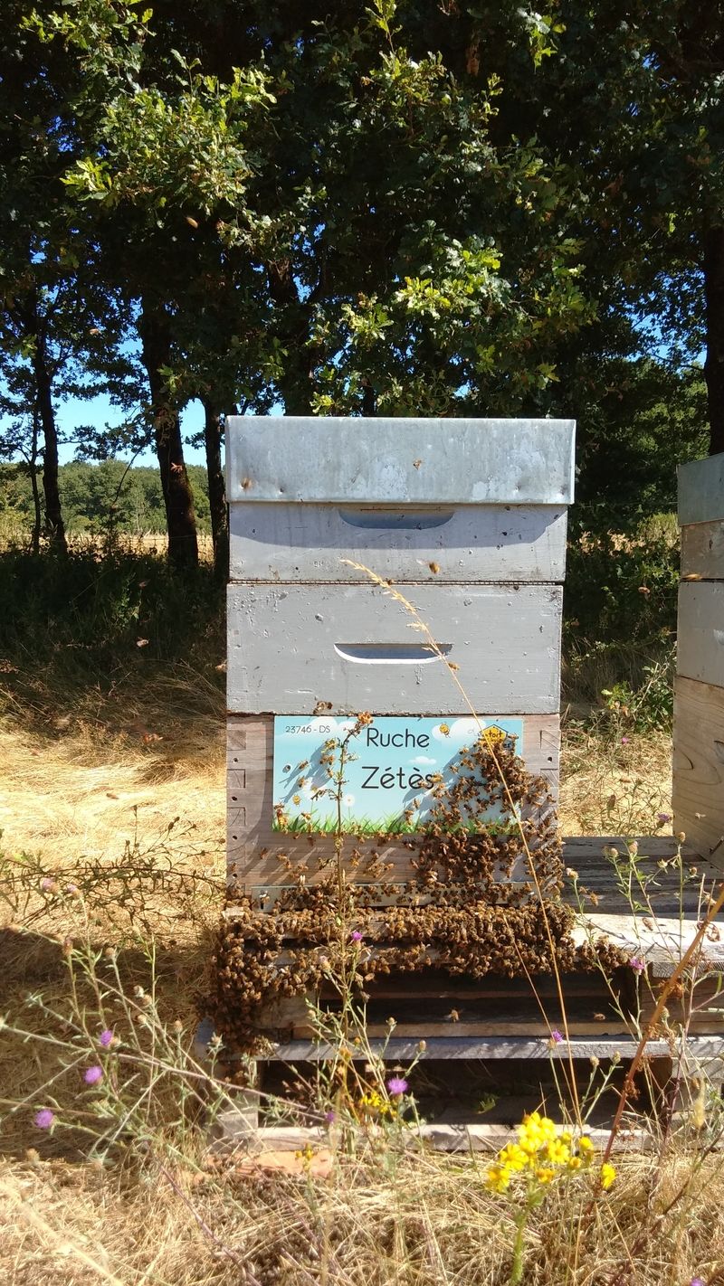 La ruche Zétès