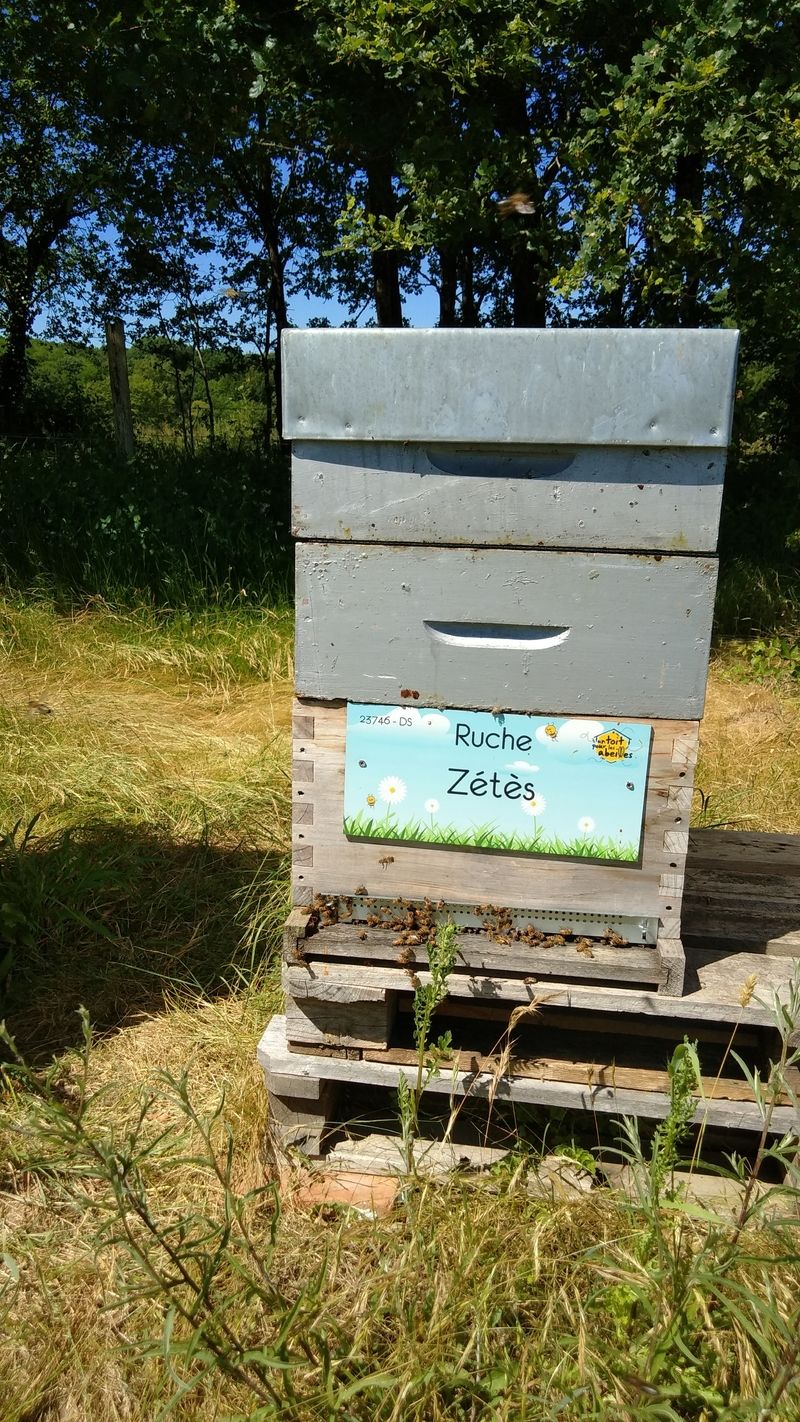 La ruche Zétès