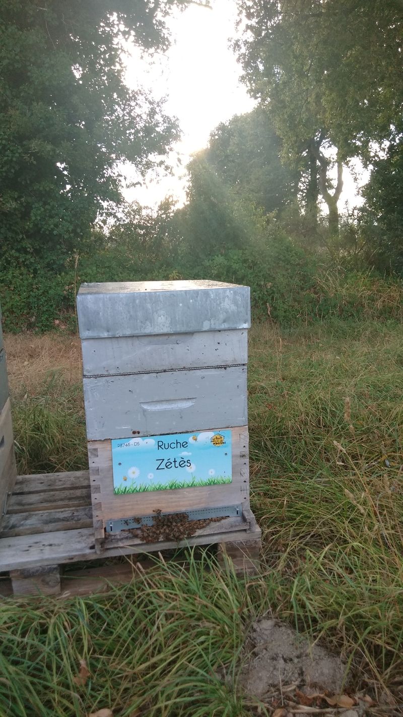 La ruche Zétès