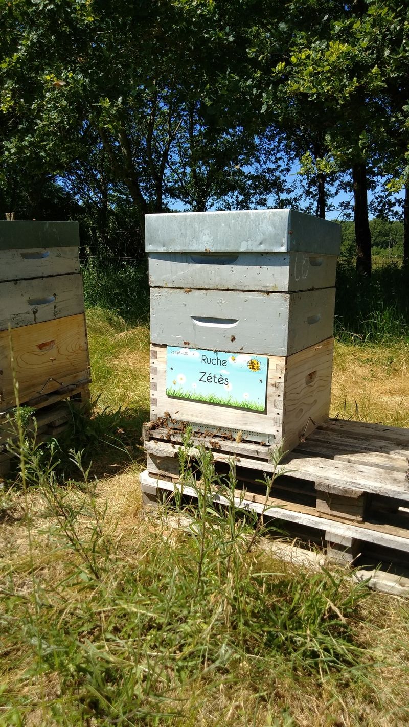 La ruche Zétès