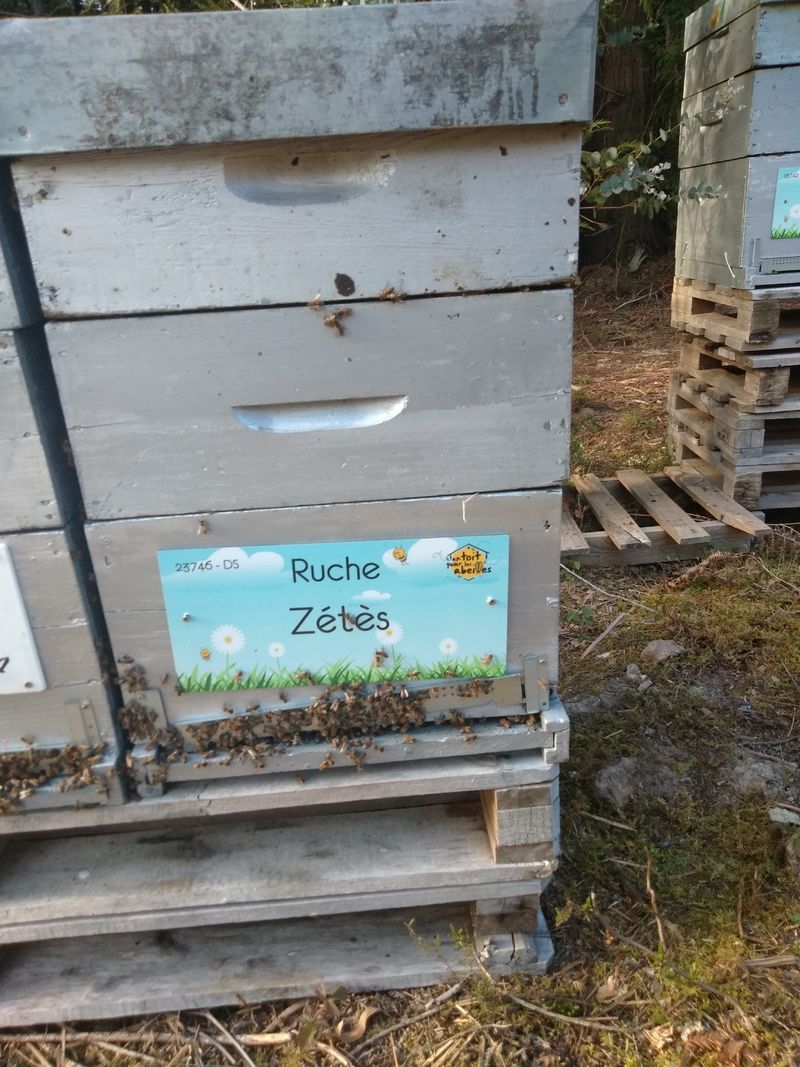 La ruche Zétès